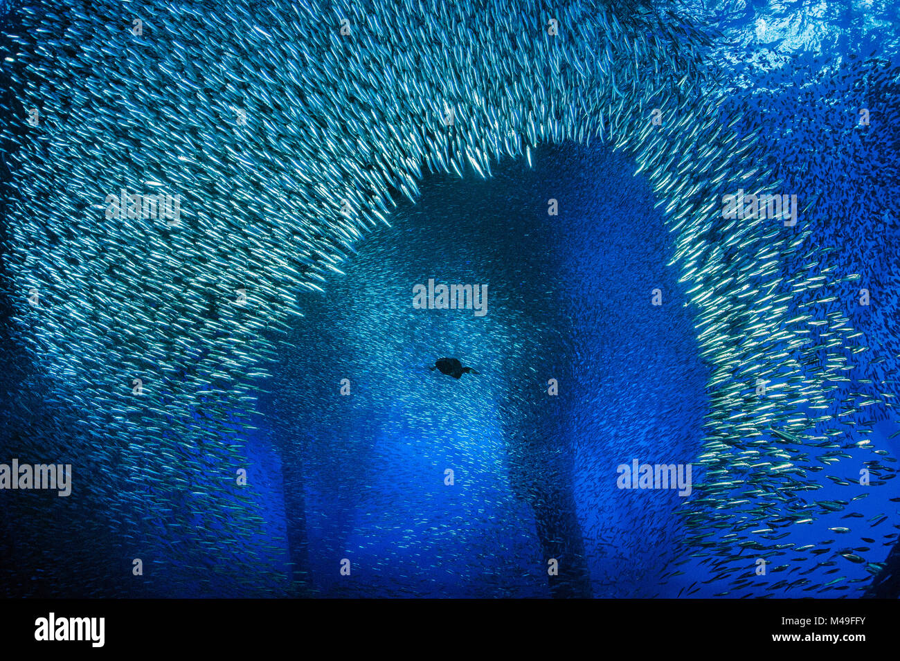 Brandt's cormorant (Phalacrocorax penicillatus) bursts through a school of Pacific chub mackerel (Scomber japonicus) while hunting beneath an oil rig. Ellen Rig, Los Angeles, California, United States of America. North East Pacific Ocean. Stock Photo