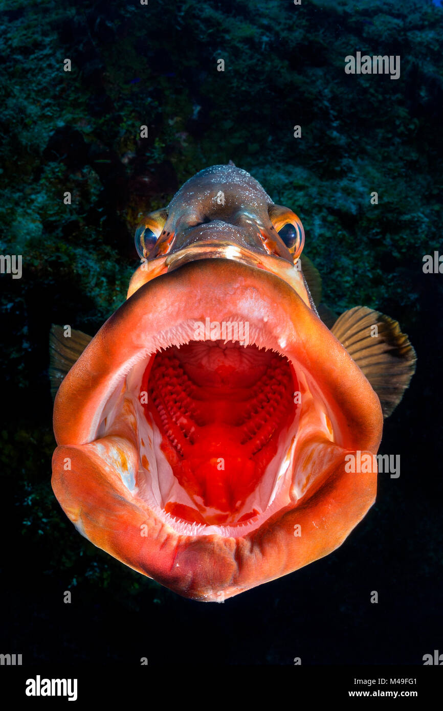 Nassau grouper (Epinephelus striatus) yawning on a coral reef drop off. San Salvador island, Bahamas. Bahamas Sea, Tropical West Atlantic Ocean. Stock Photo