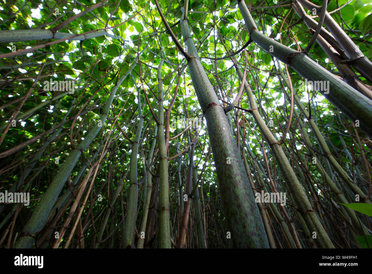 Japanese Knotweed (Fallopia japonica or Polygonum cuspidatum)  looking up through this invasive species, Burgundy, France, September Stock Photo