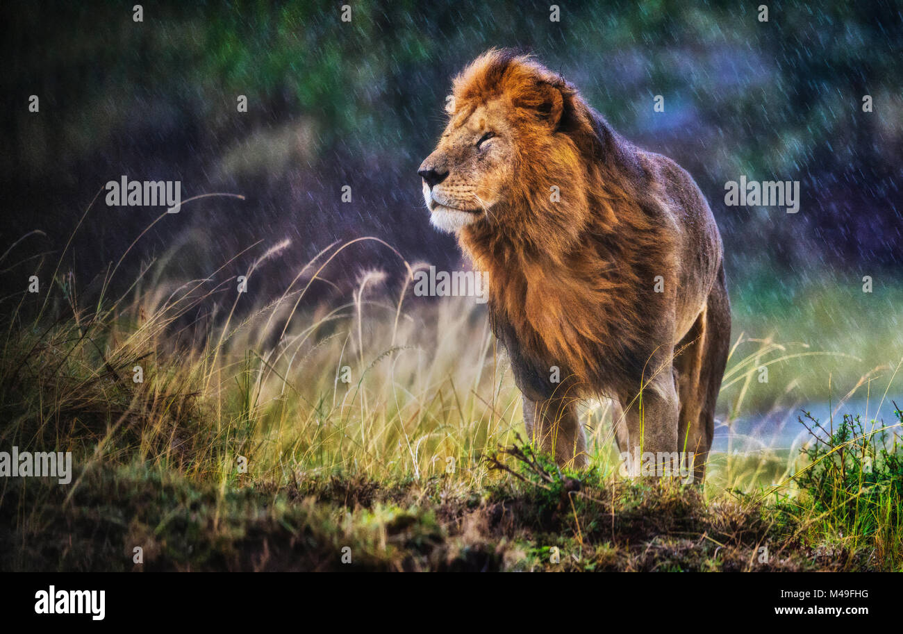 Lion (Panthera leo) male standing in cold and rain with strong wind  blowing, smelling the air, Masai Mara National Reserve, Kenya Stock Photo -  Alamy