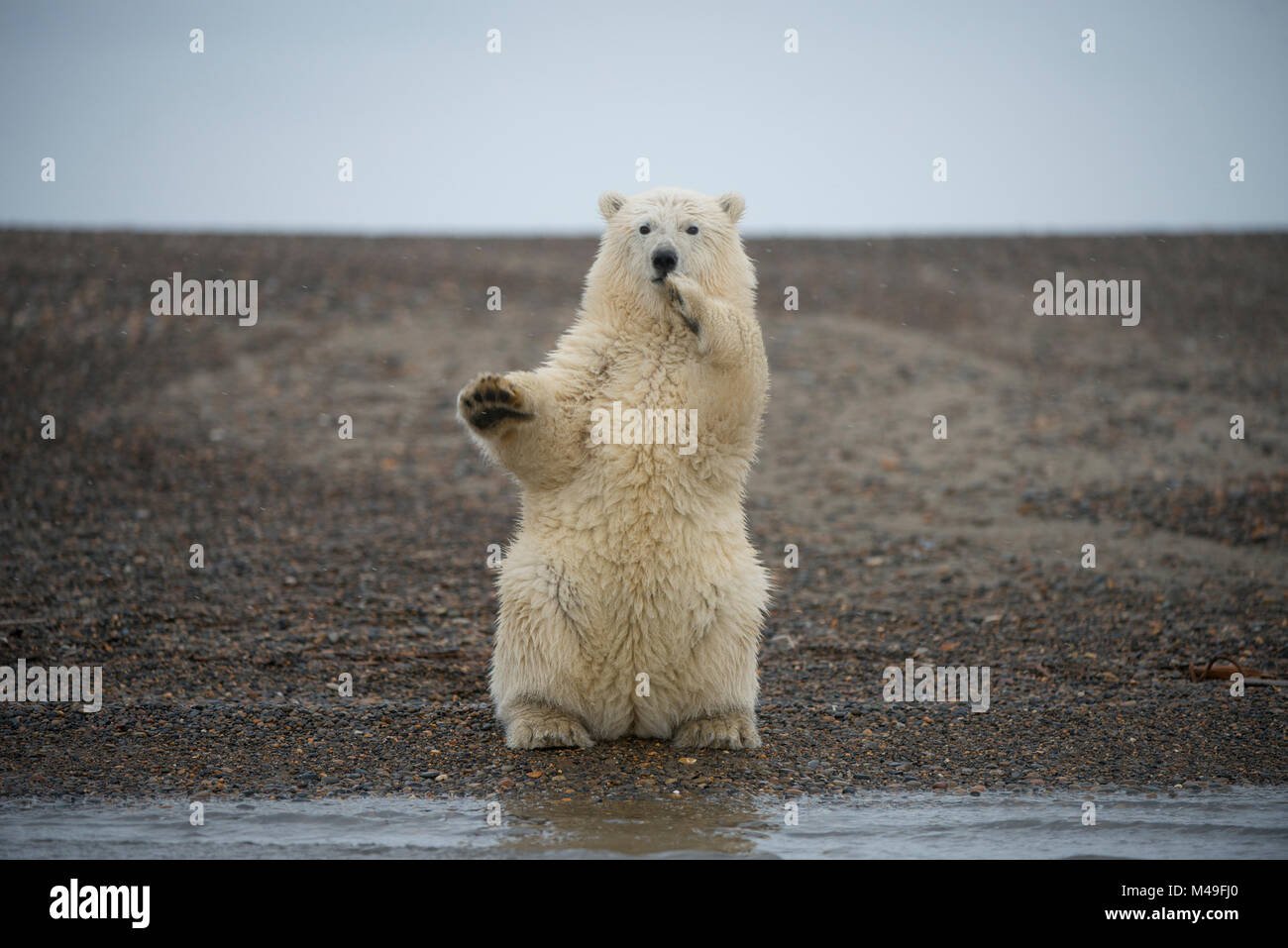 Baby polar bear sitting hi-res stock photography and images - Page 2 - Alamy