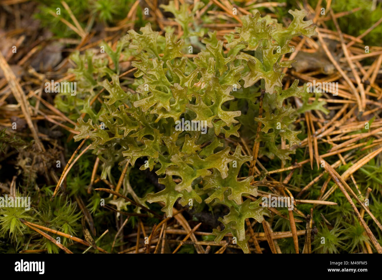 Cetraria islandica lichen growing on forest floor under coniferous trees Augustow forest in Poland Stock Photo