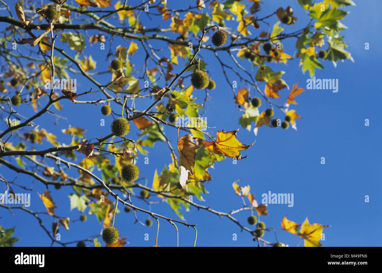 London Plane tree in autumn Stock Photo