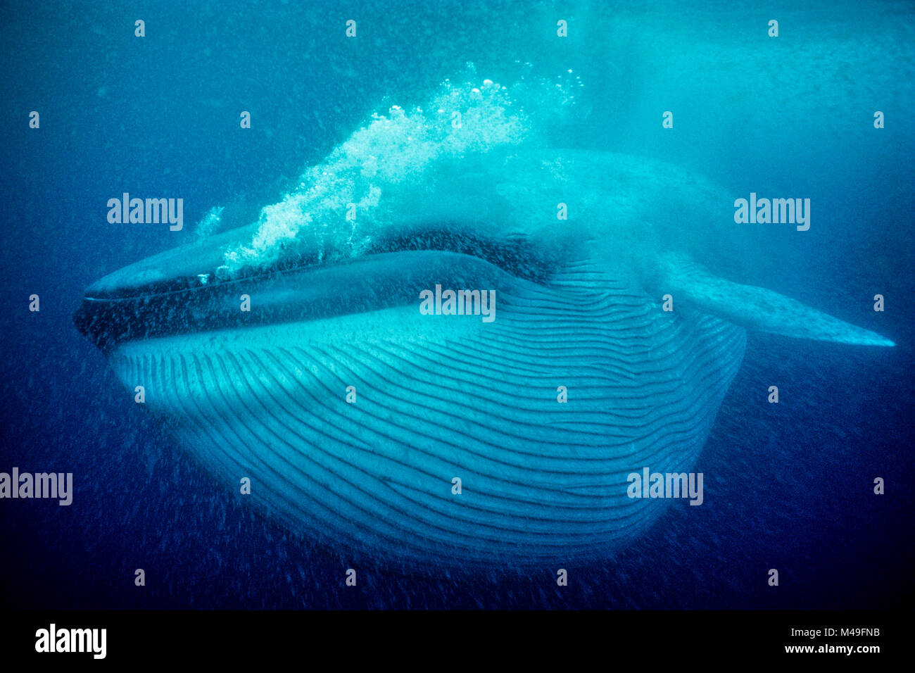 Blue whale (Balaenoptera musculus) underwater, Coronado Islands, Baja California, Mexico, Eastern Pacific Ocean Stock Photo