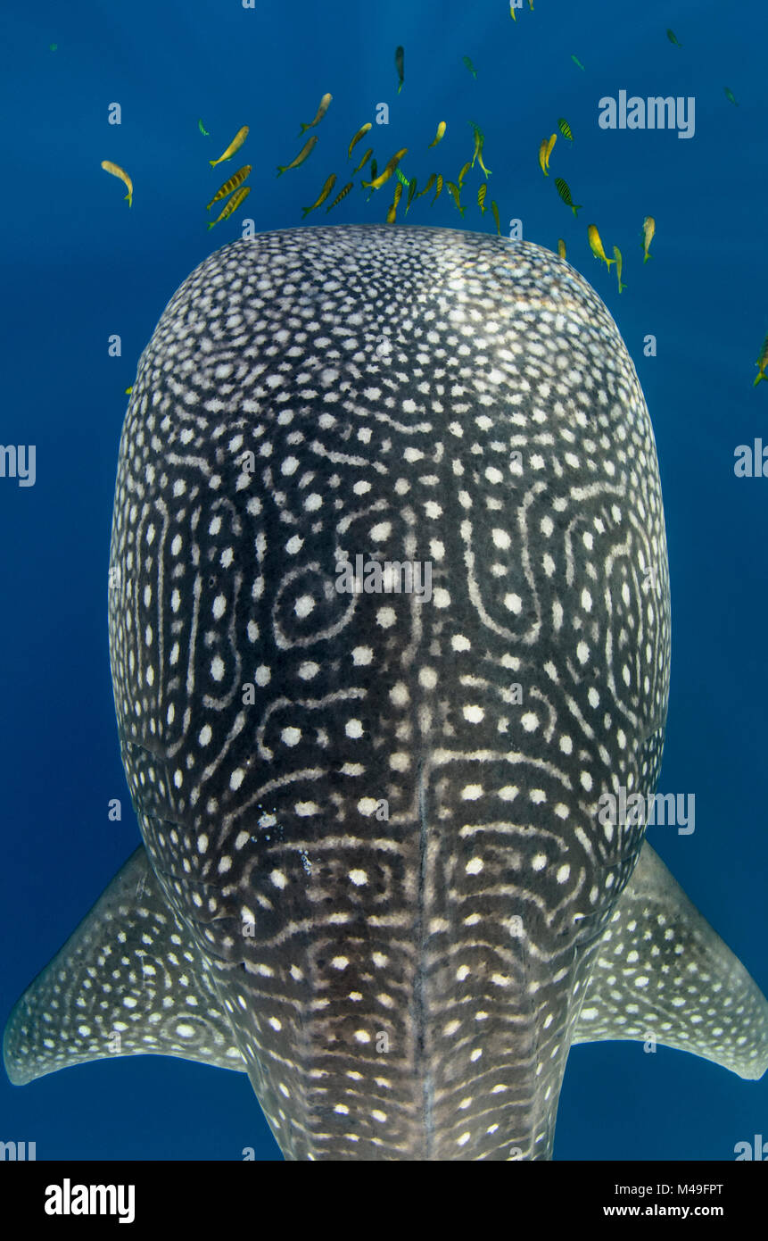 Whale Shark (Rhincodon typus) and Golden trevally (Gnathanodon speciosus) Cenderawasih Bay, West Papua, Indonesia. Stock Photo