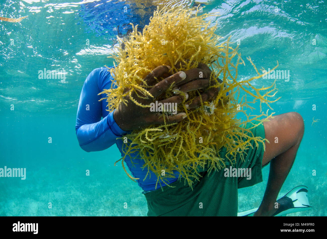 Diver collecting edible algae (Eucheuma sp.) Lighthouse Reef Atoll, Belize. May 2015. Model released. Stock Photo
