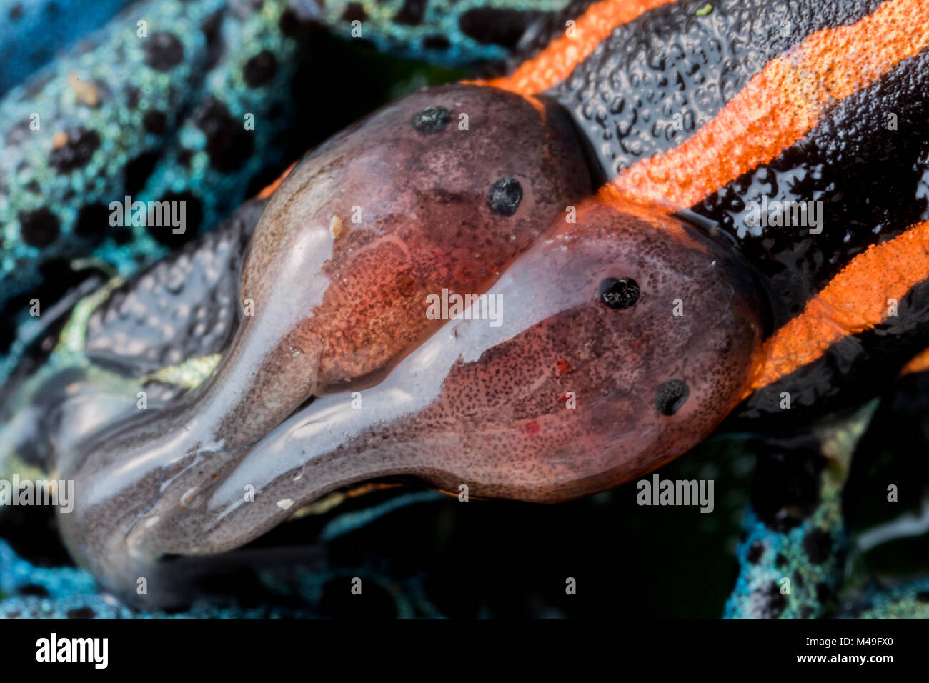 Amazonian poison-frog (Ranitomeya ventrimaculata) tadpoles on male's back, Yasuni National Park, Orellana, Ecuador. Stock Photo