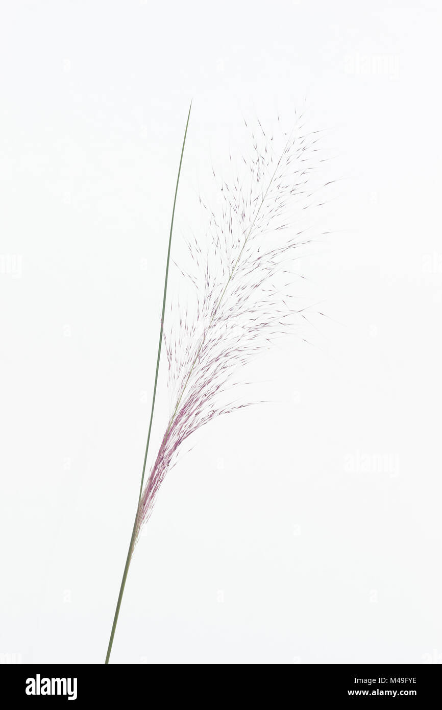 Pink muhly grass (Muhlenbergia capillaris) artistic shot on white background. Florida, USA, January. Stock Photo