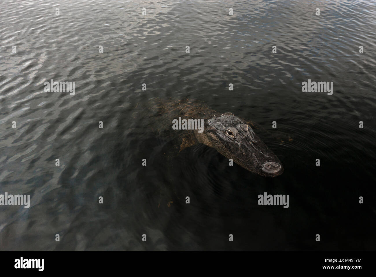 American alligator (Alligator mississippiensis), seen from above, Everglades, USA, January. Stock Photo