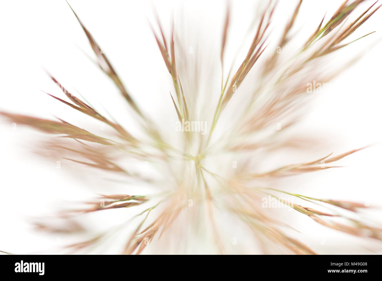 Reed (Phragmites australis) artistic shot on white background, Camargue, France Stock Photo