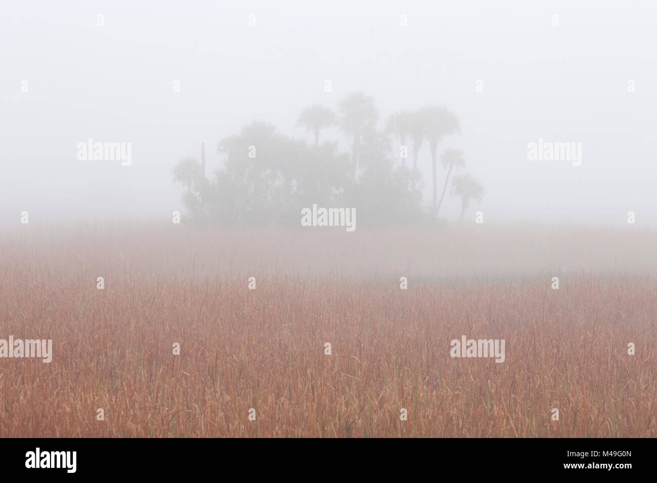 Swamp Sawgrass (Cladium mariscus) and Cabbage Palm (Sabal palmetto