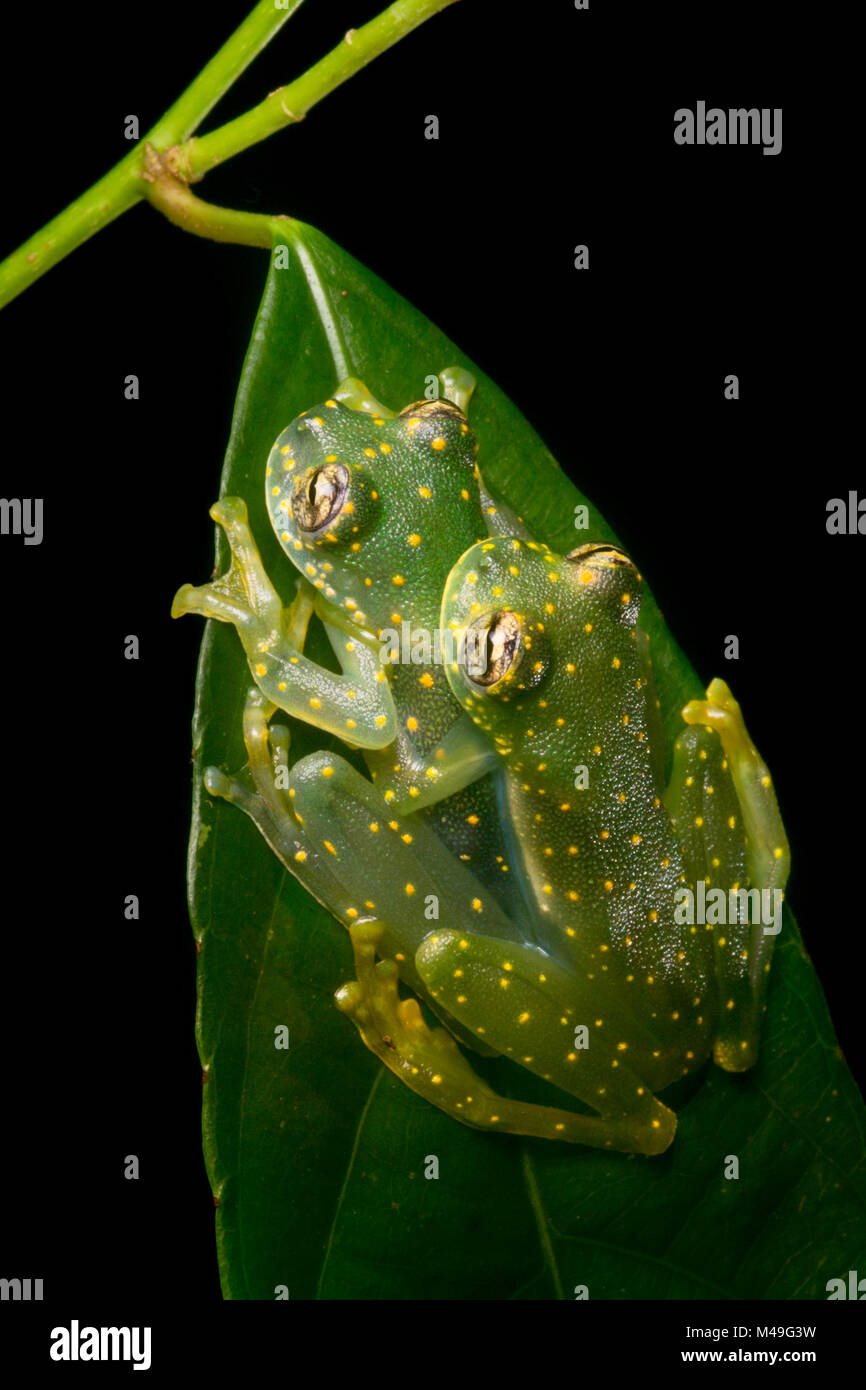 Yellow-flecked glassfrogs (Sachatamia albomaculata) mating pair, Osa ...