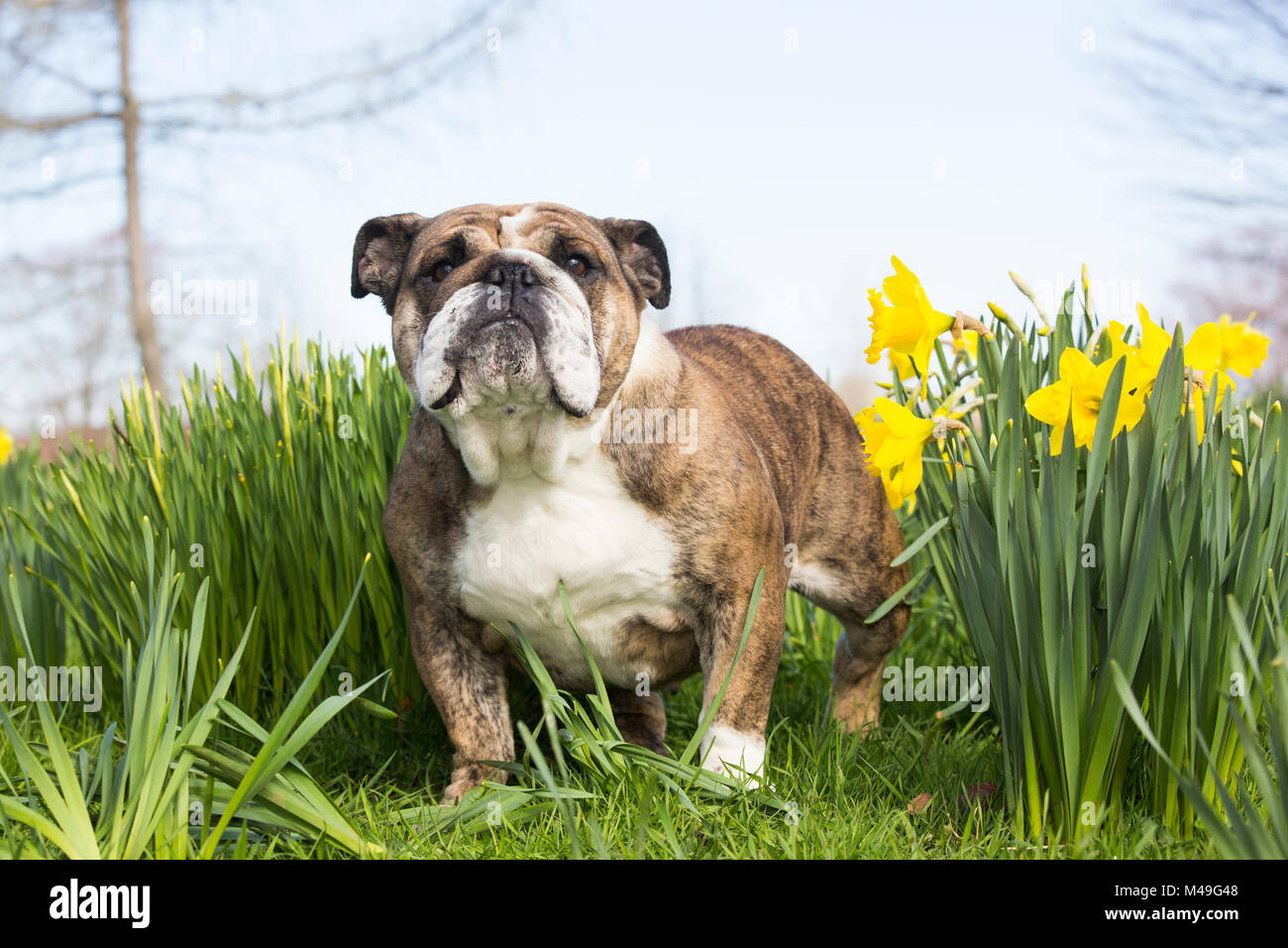 English Bulldog in daffodils, Waterford, Connecticut, USA Stock Photo