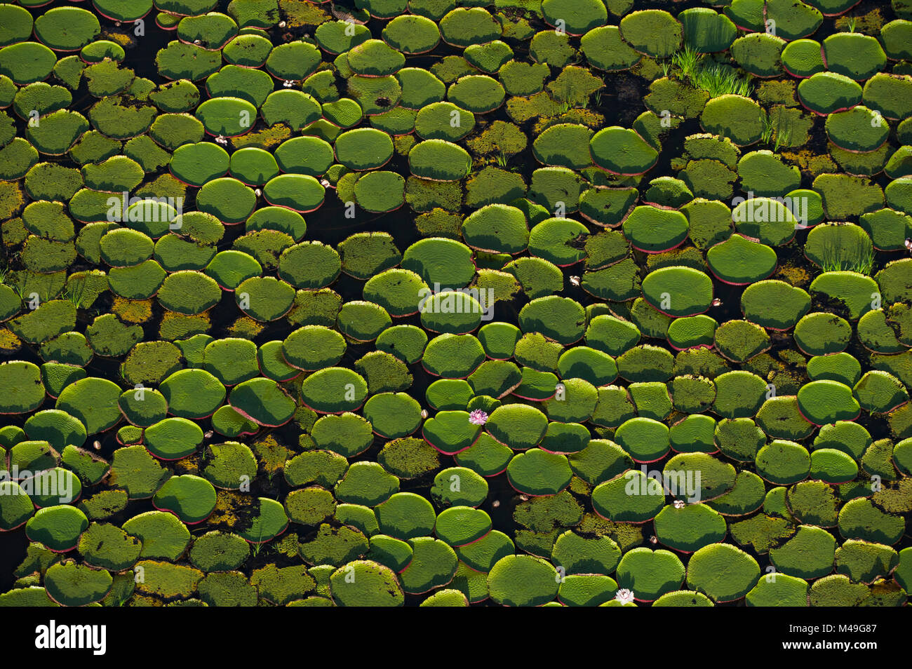 Aerial view of Giant water lily (Victoria amazonica) leaves in river, i Rurununi savanna, Guyana, South America Stock Photo