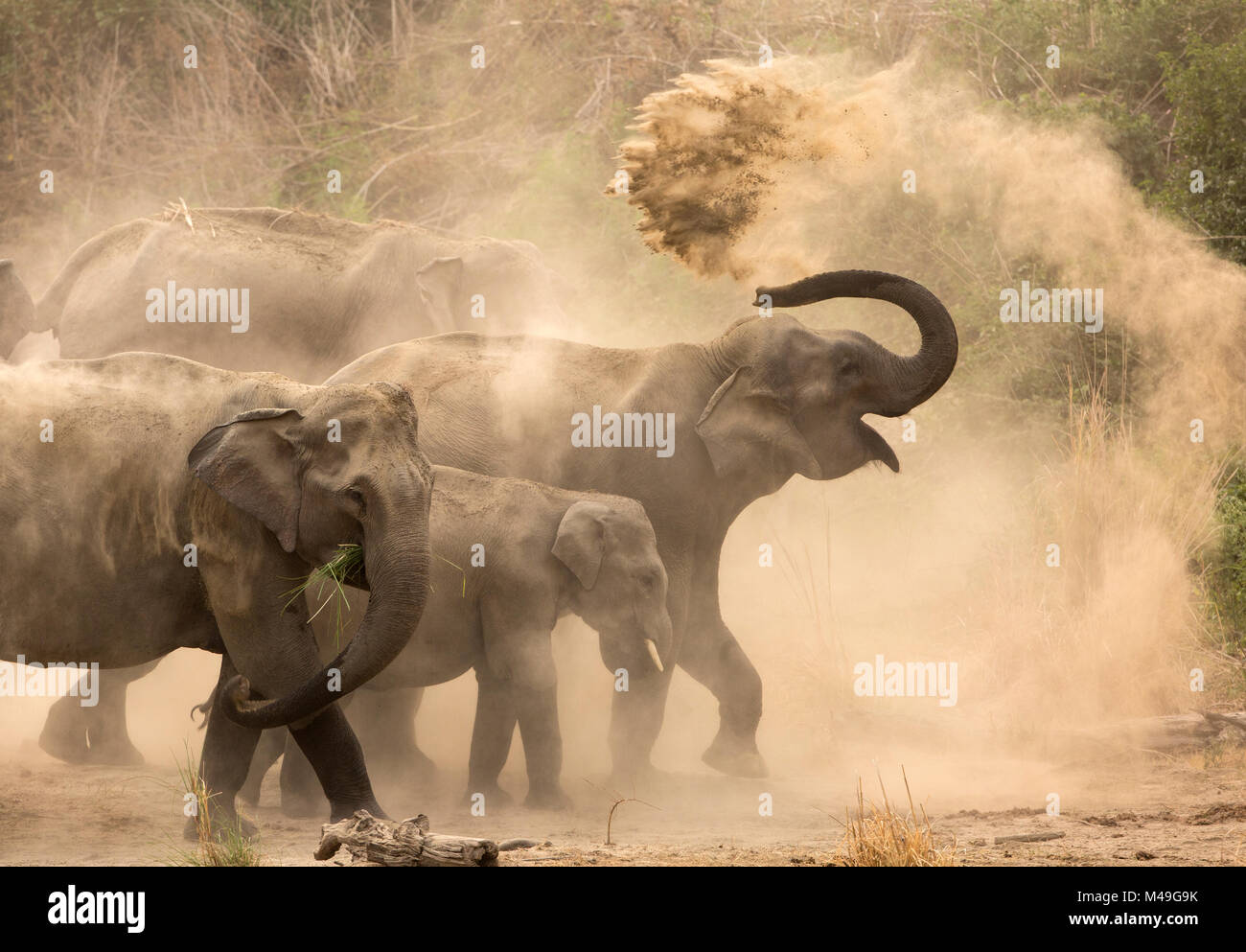 Asiatic elephants (Elephas maximus), dust bathing at dawn. Jim Corbett National Park, India. Stock Photo