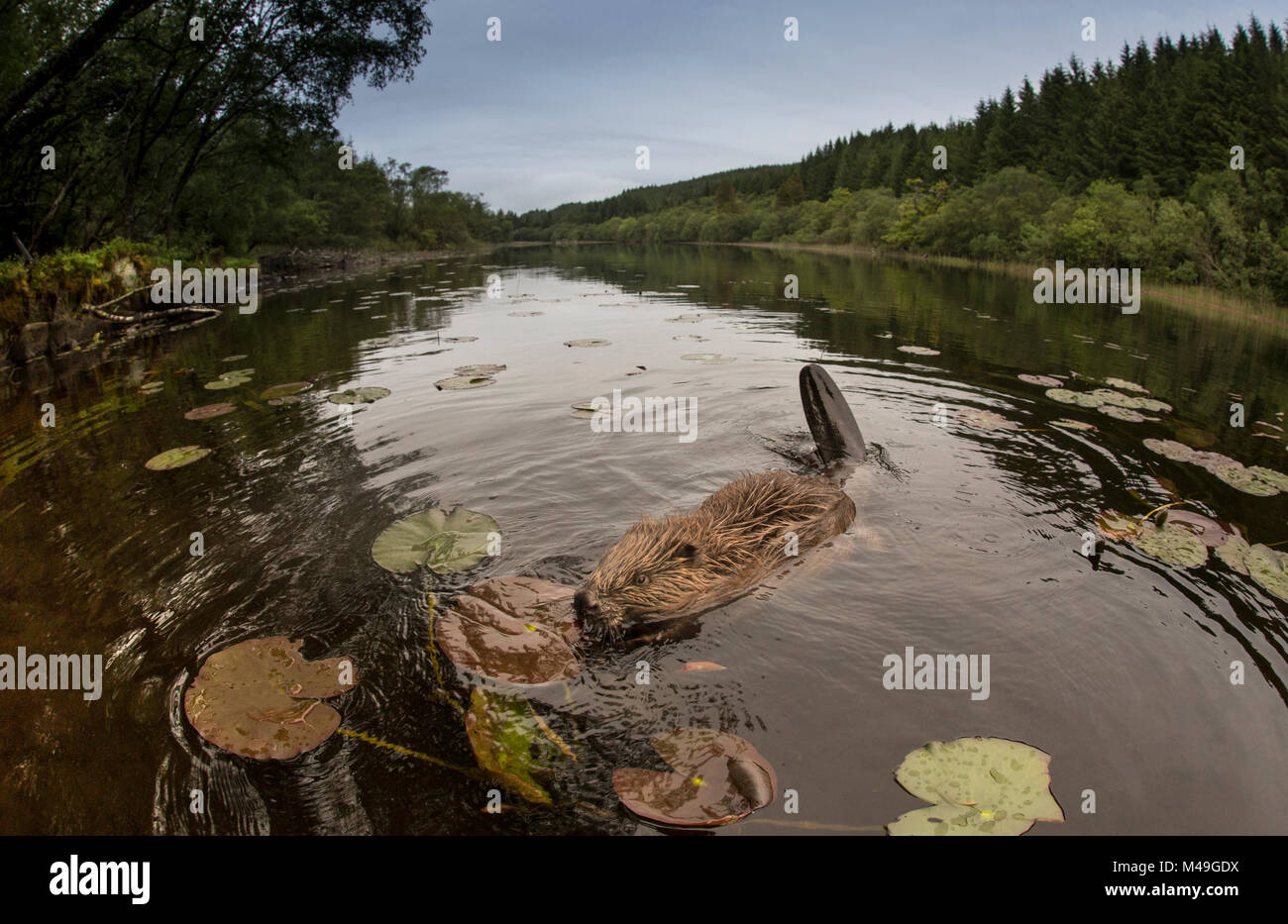 Scottish beaver project hi-res stock photography and images - Alamy