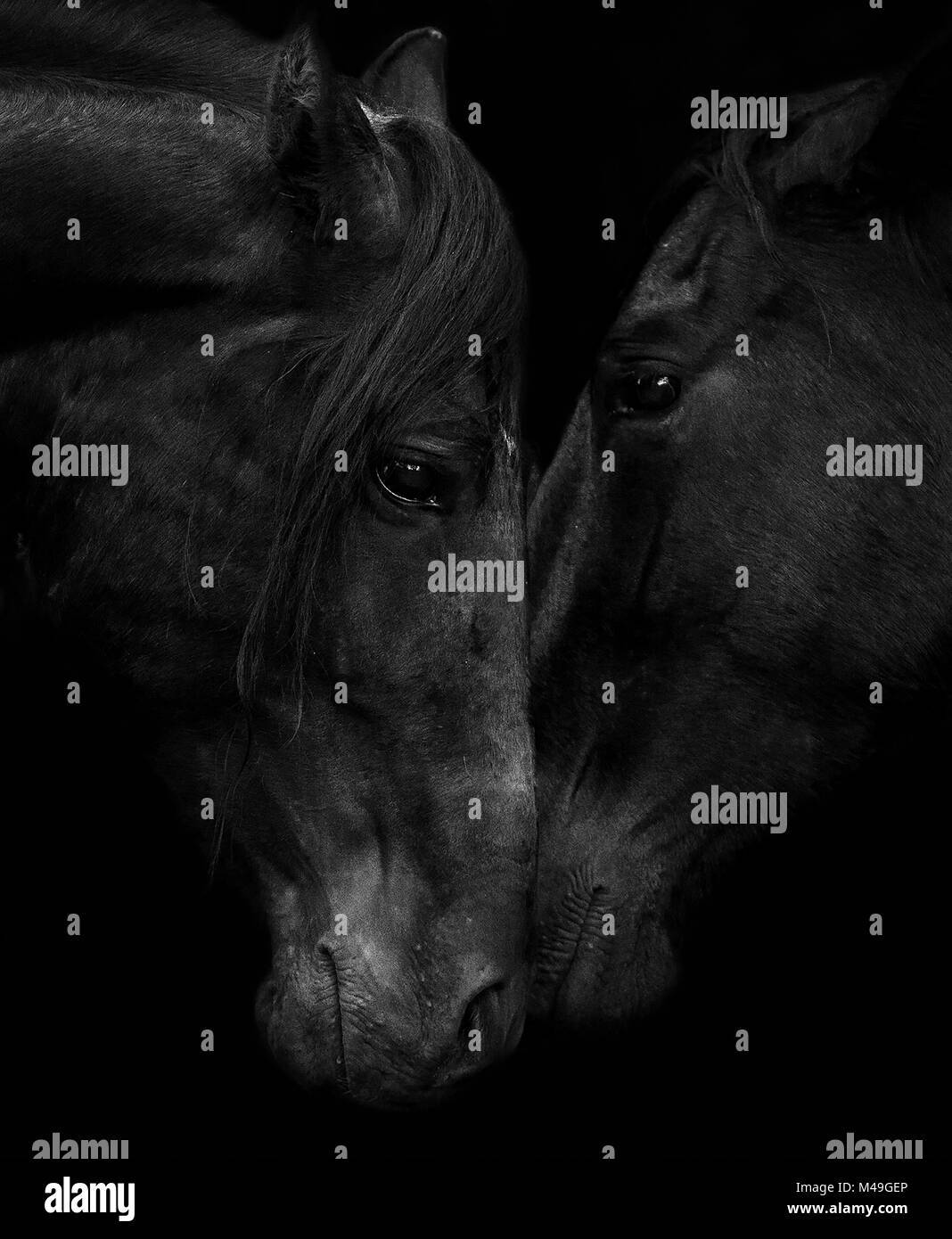 Other wild animals Black and White Stock Photos Images Alamy