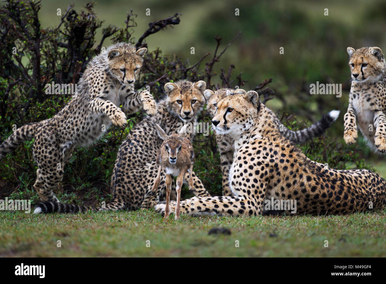 Cheetah (Acinonyx jubatus) cubs aged 6-9 months hunting Thomson's