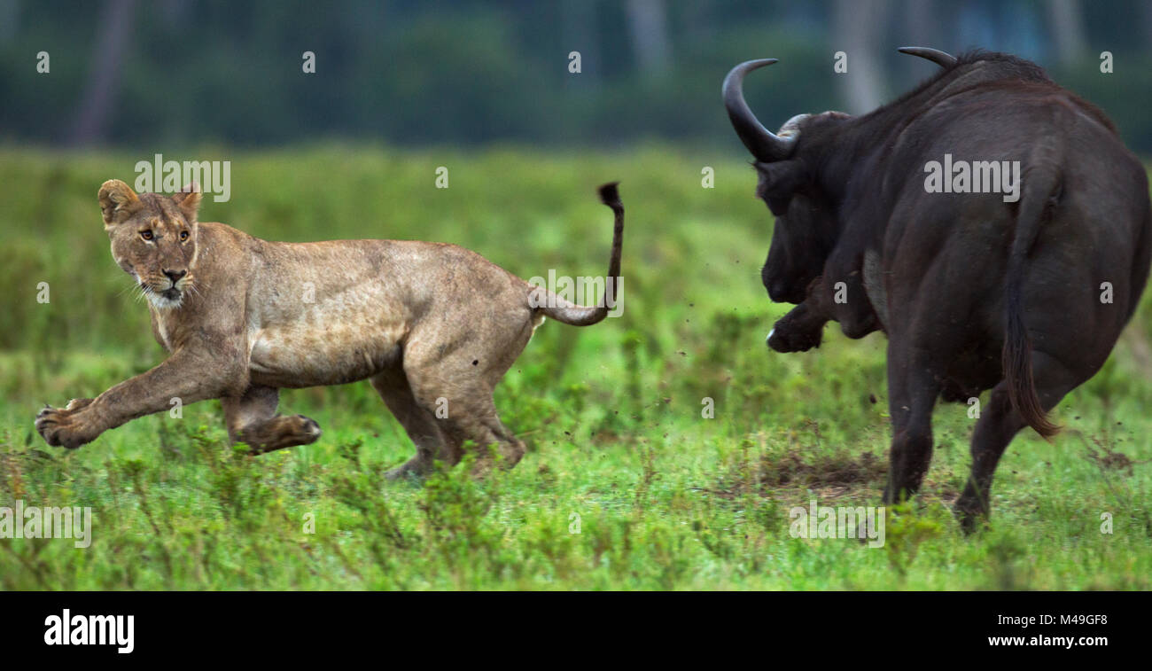 Cape buffalo (Syncerus caffer) chasing off Lioness (Panthera leo) Maasai Mara National Reserve, Kenya. Stock Photo
