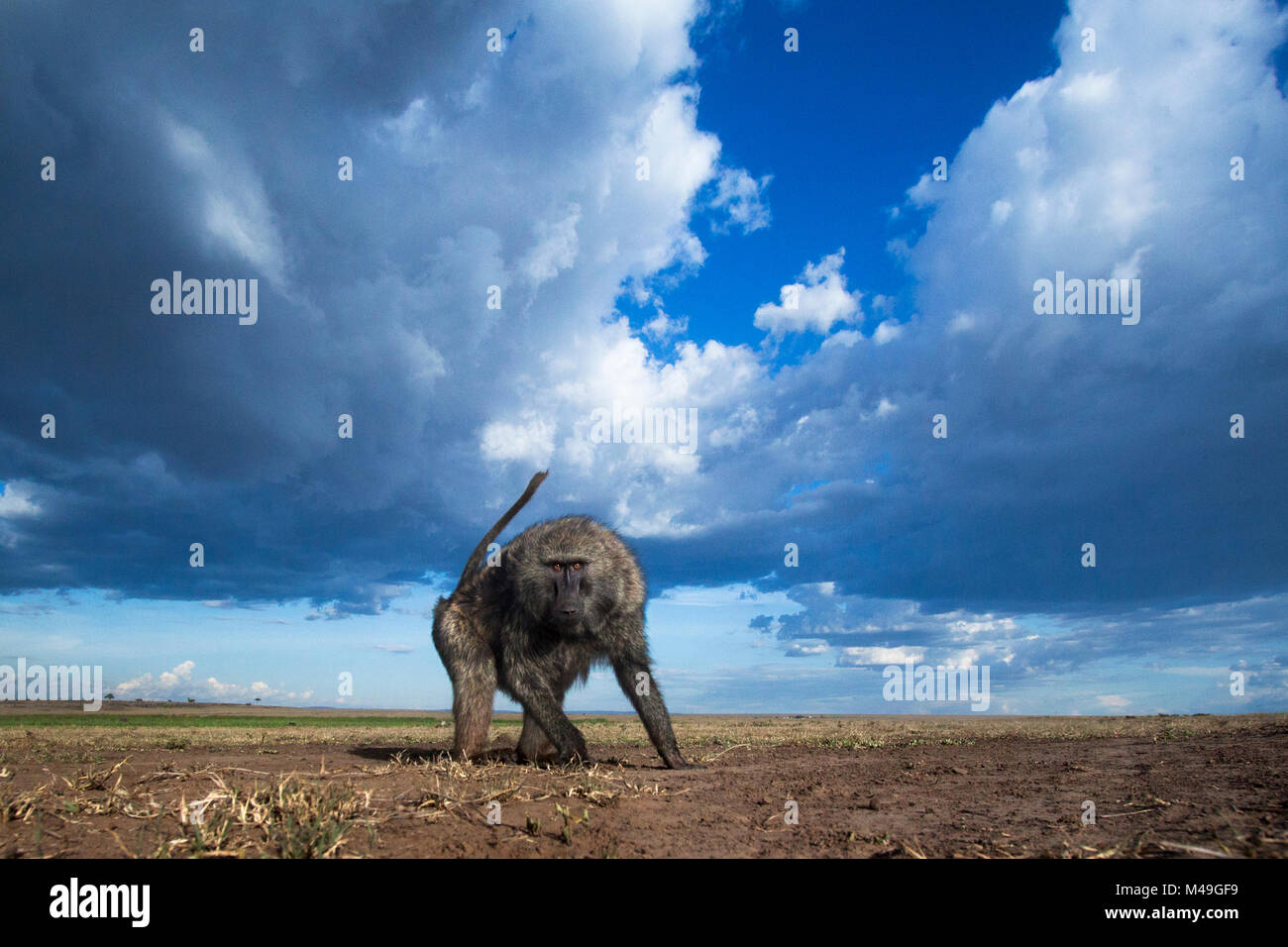 Olive baboon (Papio anubis) foraging, Maasai Mara National Reserve, Kenya. Taken with remote wide angle camera. Stock Photo