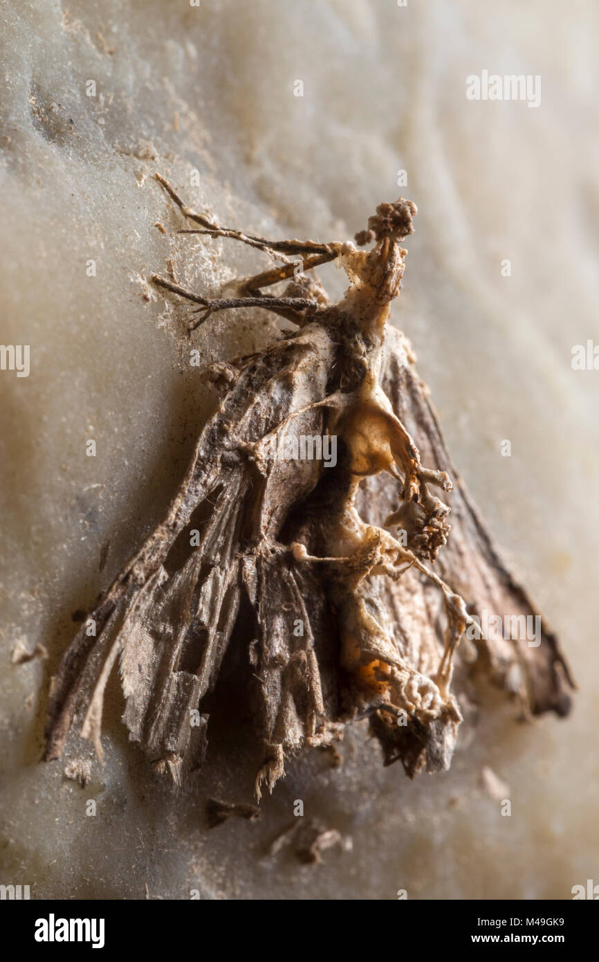 Tissue moth (Triphosa dubitata) killed by entomopathogenic fungus in karstic cave. Slovenia, April. Stock Photo