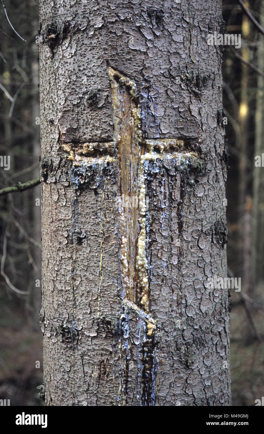 Cross cut into bark of pine tree to extract pine resin Stock Photo
