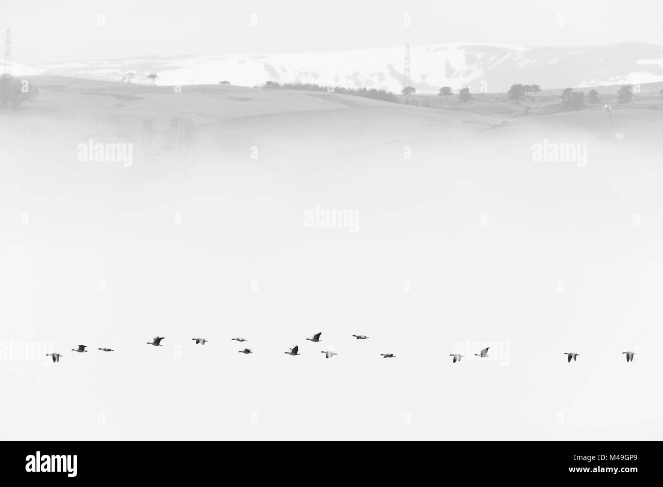 Pink-footed goose (Anser brachyrhynchus) flock flying in mist, Cromarty Firth, Highlands, Scotland, UK April Stock Photo
