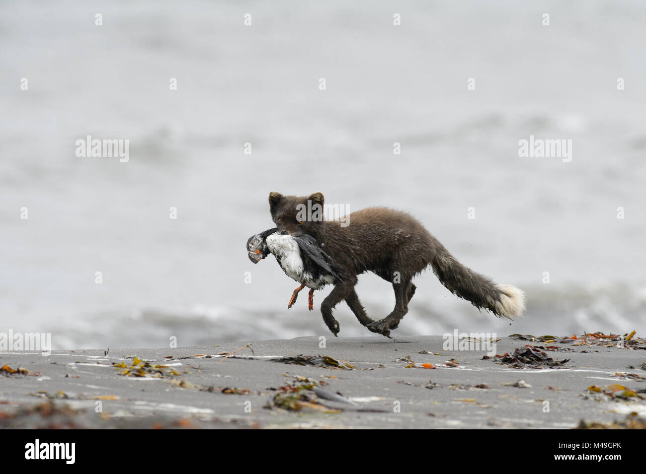 Arctic fox (Alopex lagopus) adult male carrying dead Puffin (Fratercula arctica) along beach, Hornvik, Hornstrandir, Westfjords, Iceland. July Stock Photo