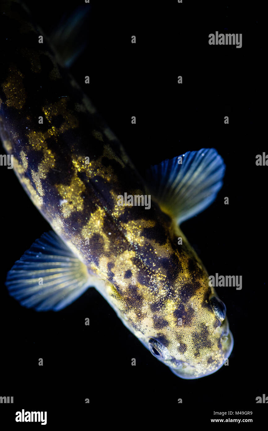 Dusky galaxias (Galaxias pullus)  New Zealand, August. Controlled conditions. Stock Photo