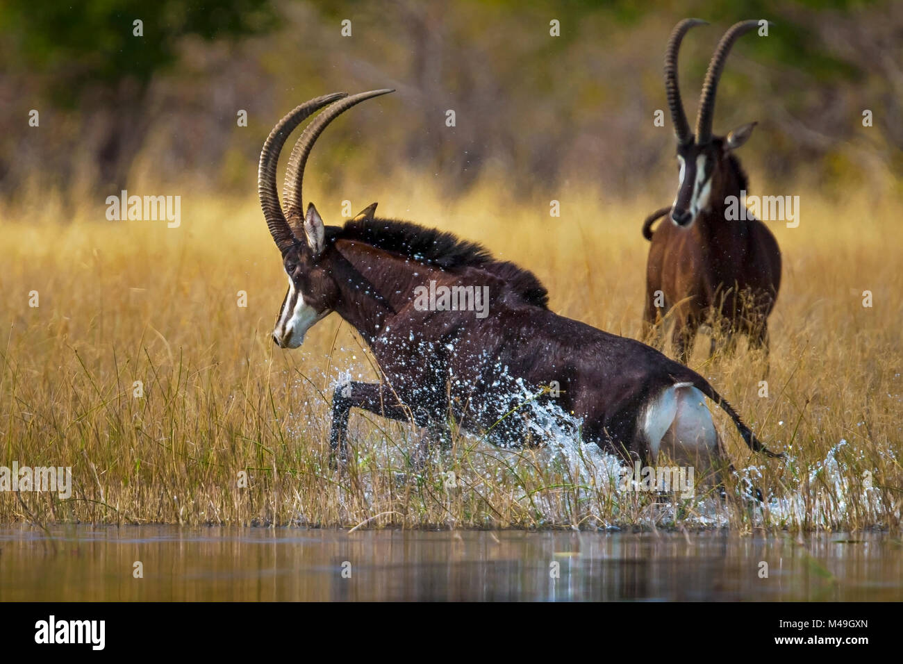 Sable antelope (Hippotragus niger) bull charging through the shallows of the Selinda Spillway, with another behind,  northern Botswana, August. Stock Photo