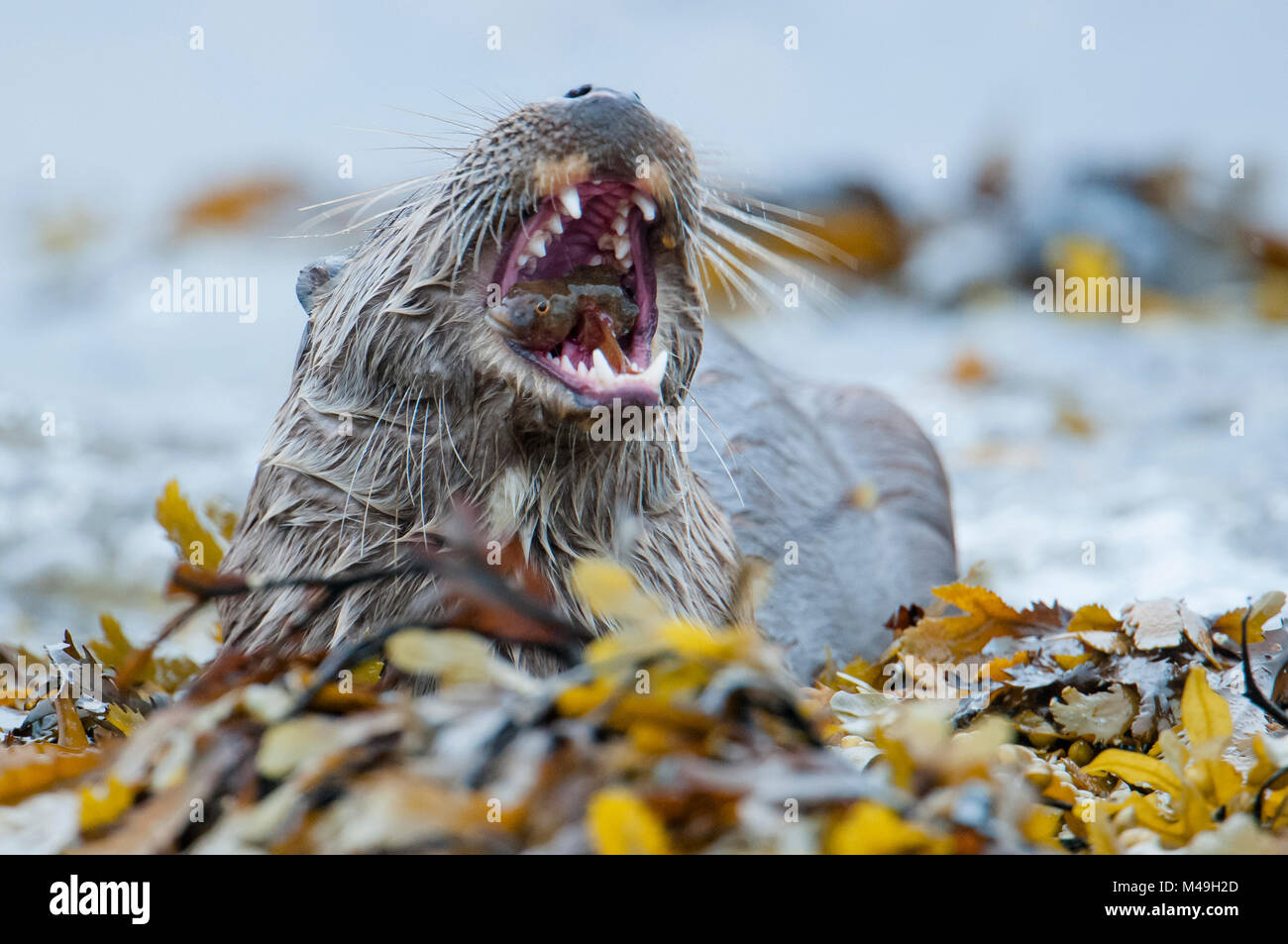 European river otter (Lutra lutra) feeding on eelpout, Shetland, Scotland, UK, August. Stock Photo