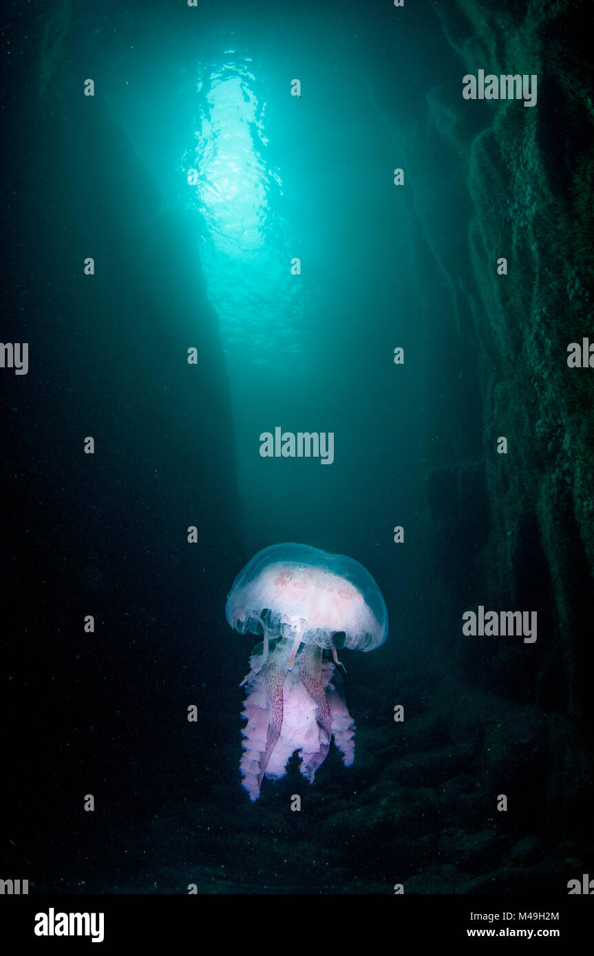 Mauve stinger (Pelagia noctiluca) at the entrance of a cave, Sula Sgeir, Outer Hebrides / Western Isles, Scotland, July. Stock Photo