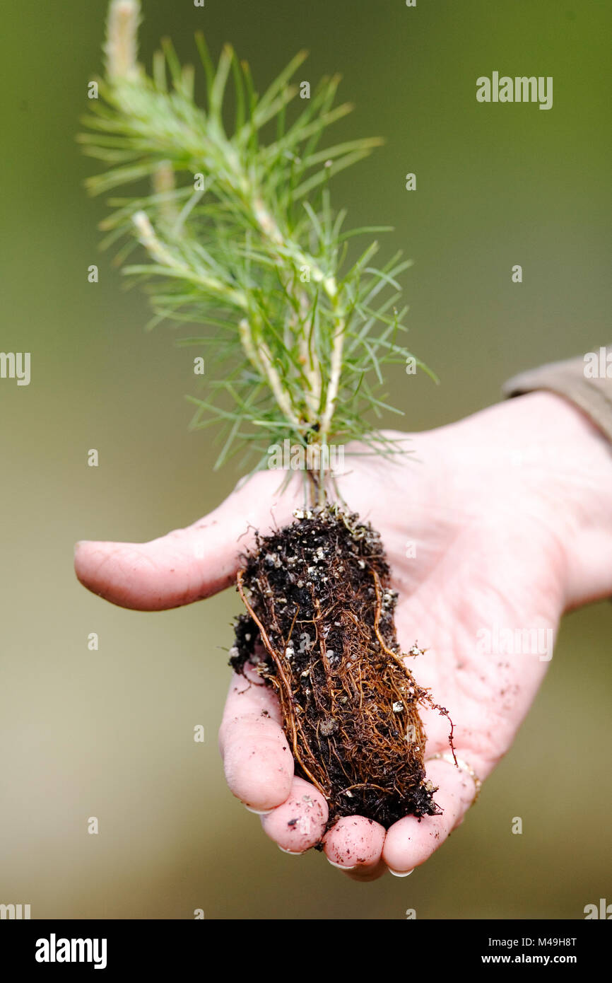 Person holding Scots pine tree (Pinus sylvestris) sapling / seedling  before planting,  Scotland, UK, May. Stock Photo