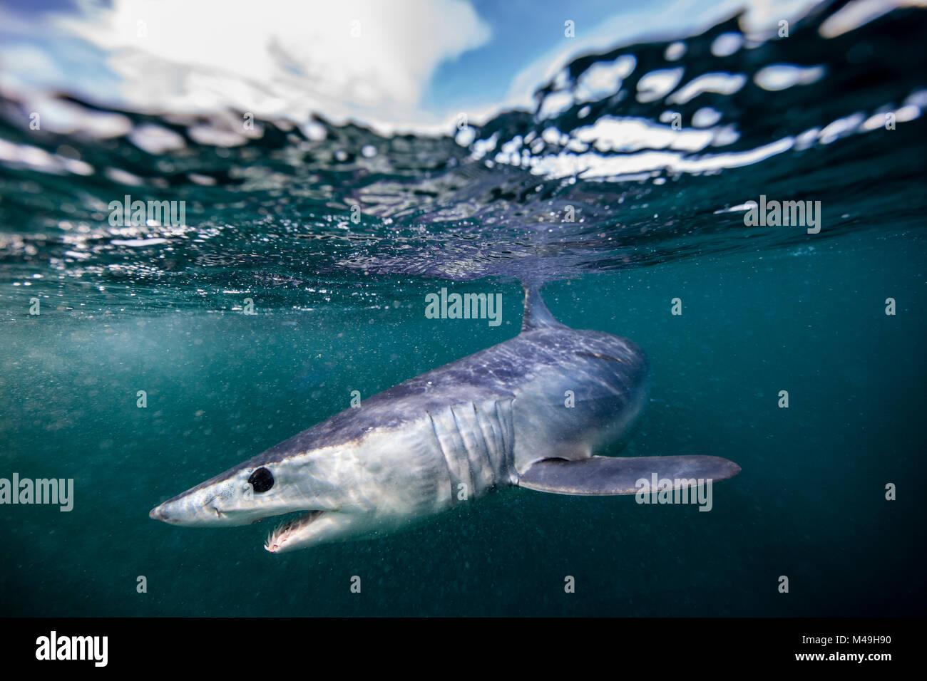 Shortfin mako shark (Isurus oxyrinchus) just below surface, off the East Coast of Auckland, New