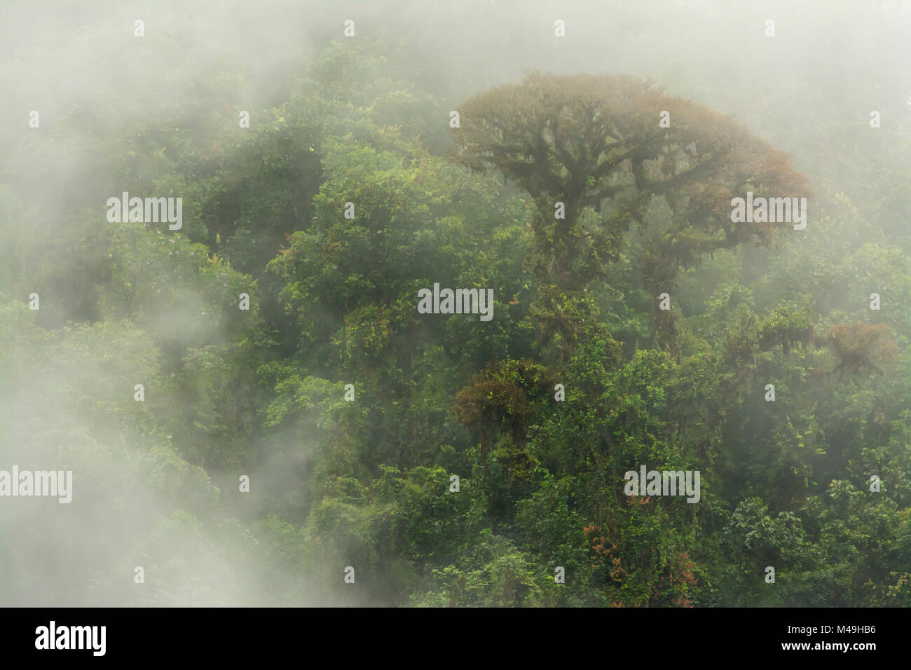 Cloud forest scene in the Monteverde Cloud Forest Reserve, Costa Rica, February 2015. Stock Photo