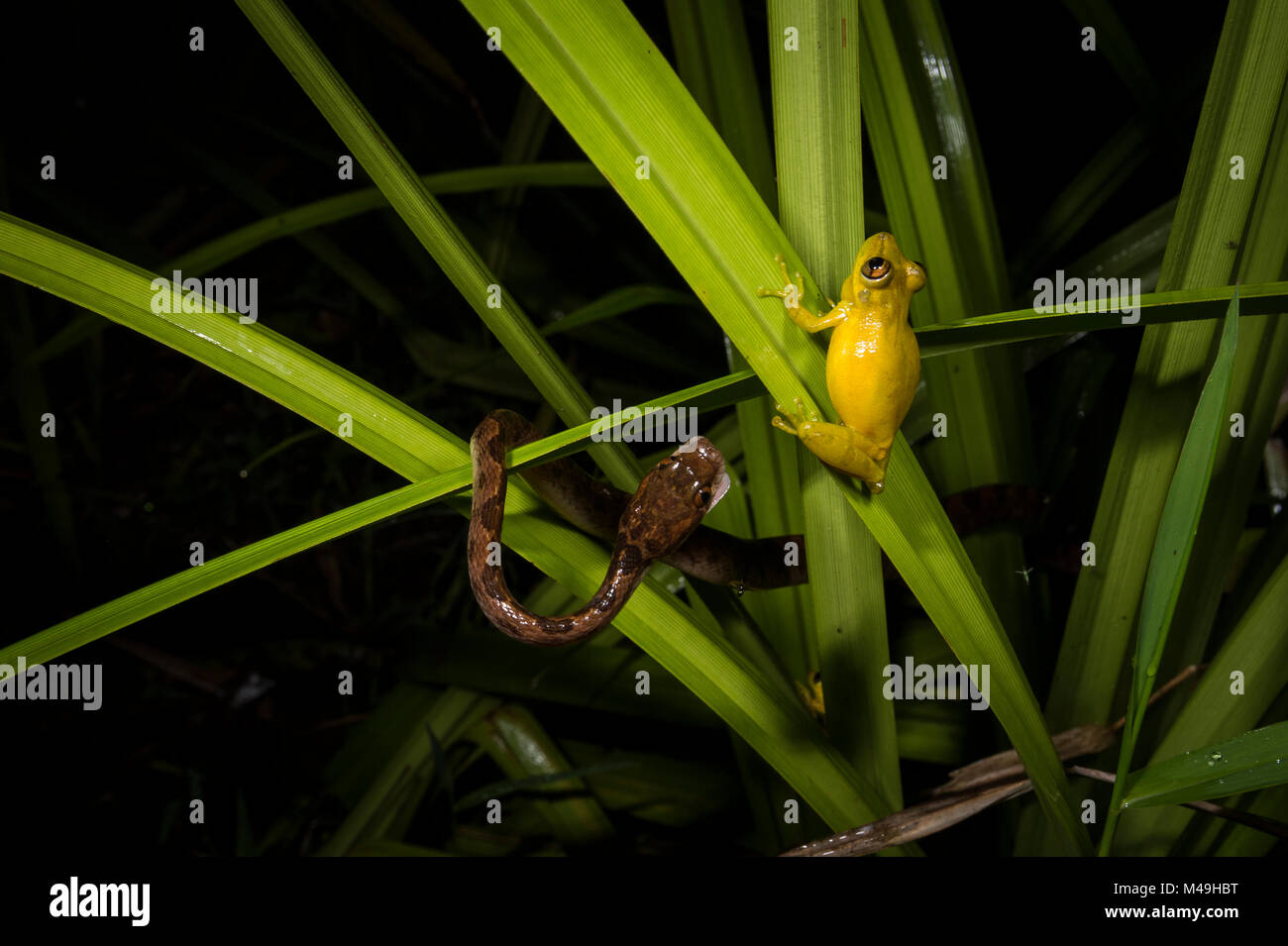 Cat-eyed snake (Leptodeira septentrionalis) predating Olive snouted treefrog (Scinax elaechroa) in Tortuguero National Park, Costa Rica. November 2013. Stock Photo