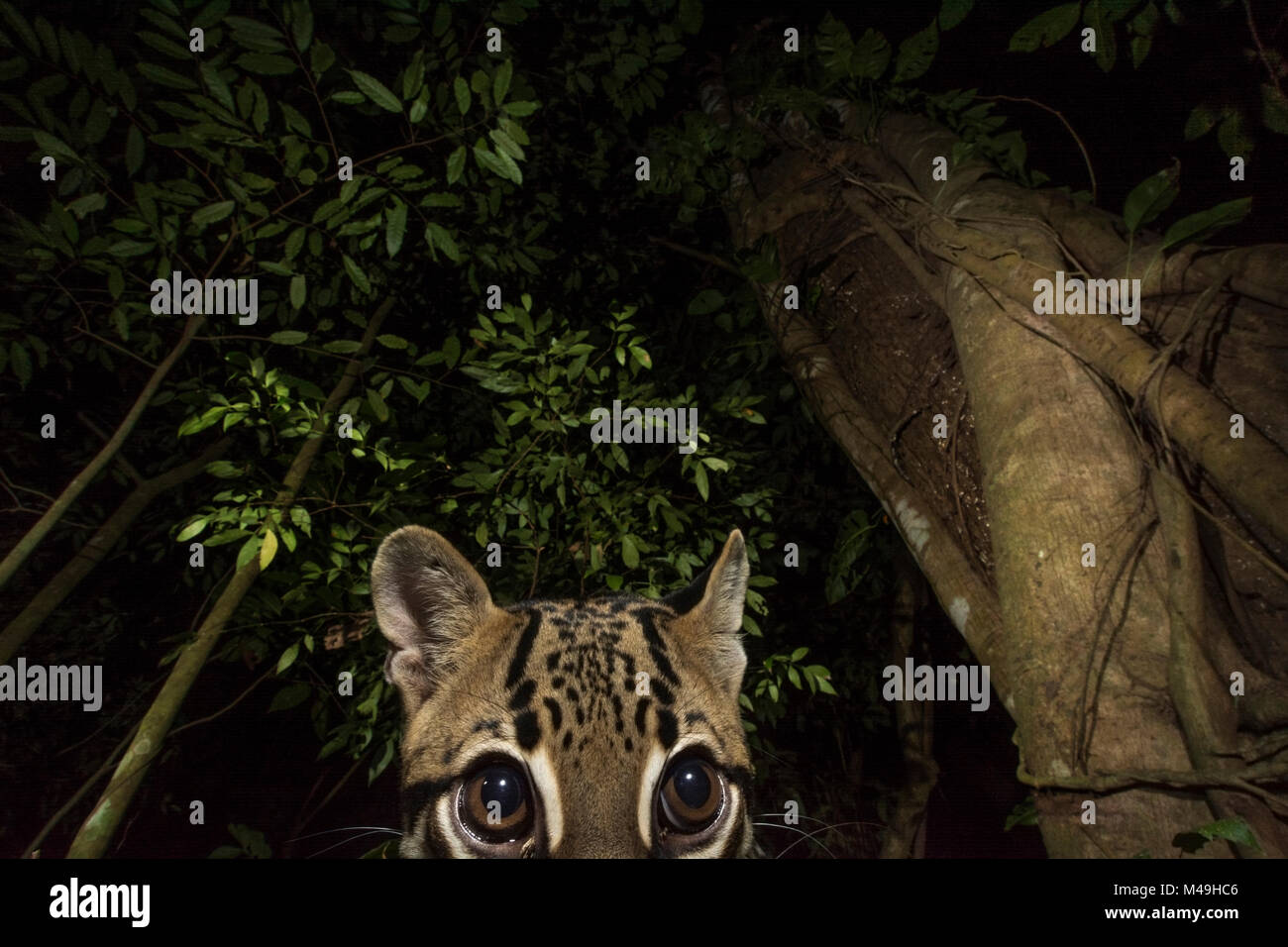 Ocelot (Leopardus pardalis) portrait. camera trap image, Nicoya Peninsula, Costa Rica. Stock Photo