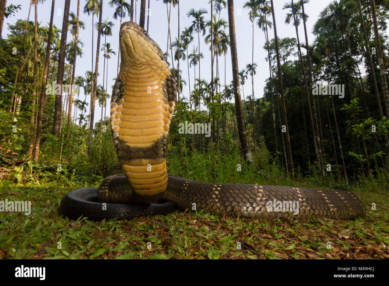 King cobra (Ophiophagus hannah), low wide angle perspective  Agumbe, Karnataka, Western Ghats, India. Vulnerable species Stock Photo