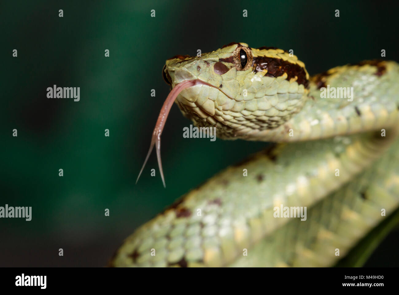 Malabar Pit Viper (Trimeresurus Malabaricus), Green Colour Morph ...