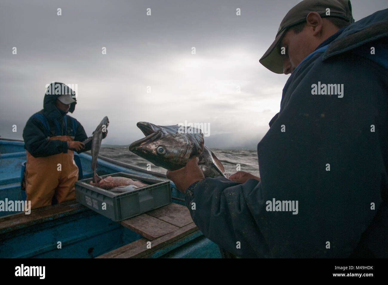 Fishermen line fishing for Sierra fish (Scomberomorus sierra) Chile, February 2016. Model released. Stock Photo