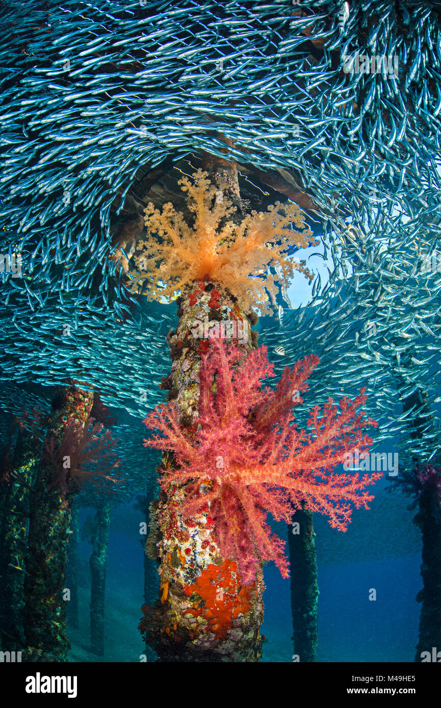 Soft corals (Dendronephthya hemprichi) growing in very shallow water in the shade provided by a jetty, while a school of Silversides (Atherinomorus lacunosus) circle. Berenice Jetty, Aqaba, Jordan. Gulf of Aqaba, Jordan. Stock Photo