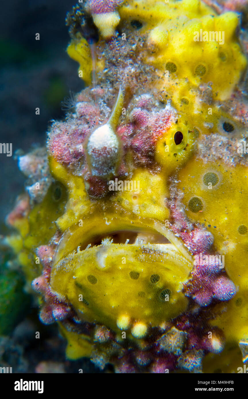 Yellow warty frogfish (Antennarius maculatus) Seraya, Tulamben area, Bali, Indonesia. Java Sea. Stock Photo