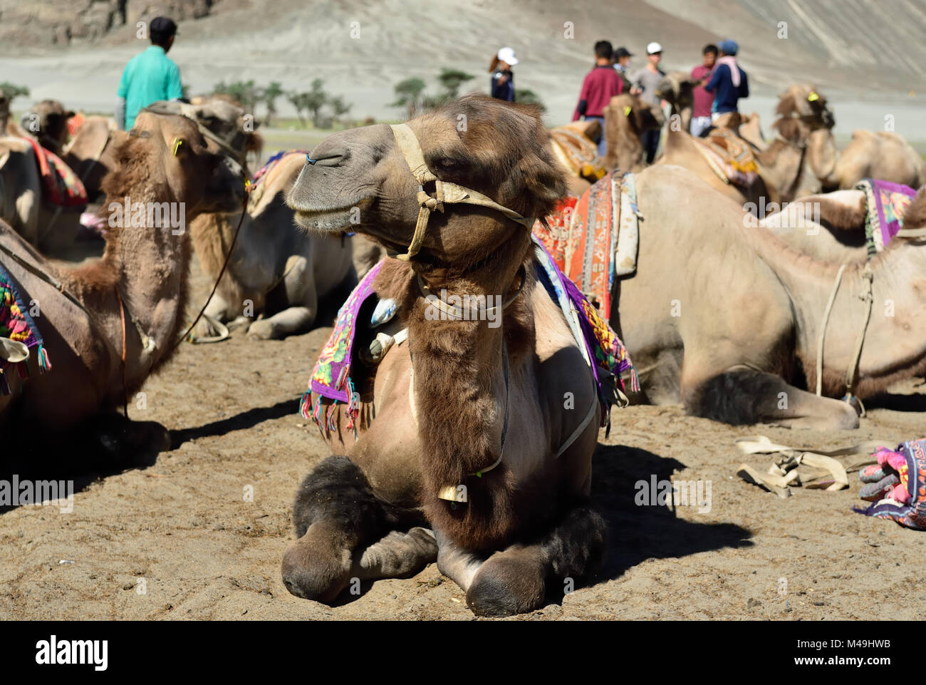 Camels on the desert in the Nubra valley in Ladakh, India. Stock Photo