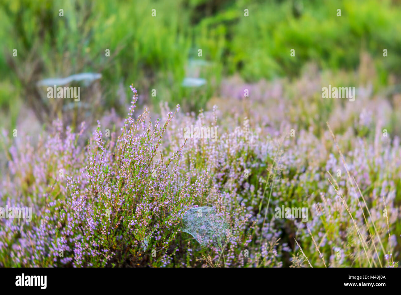 Autumn landscape with erica Stock Photo