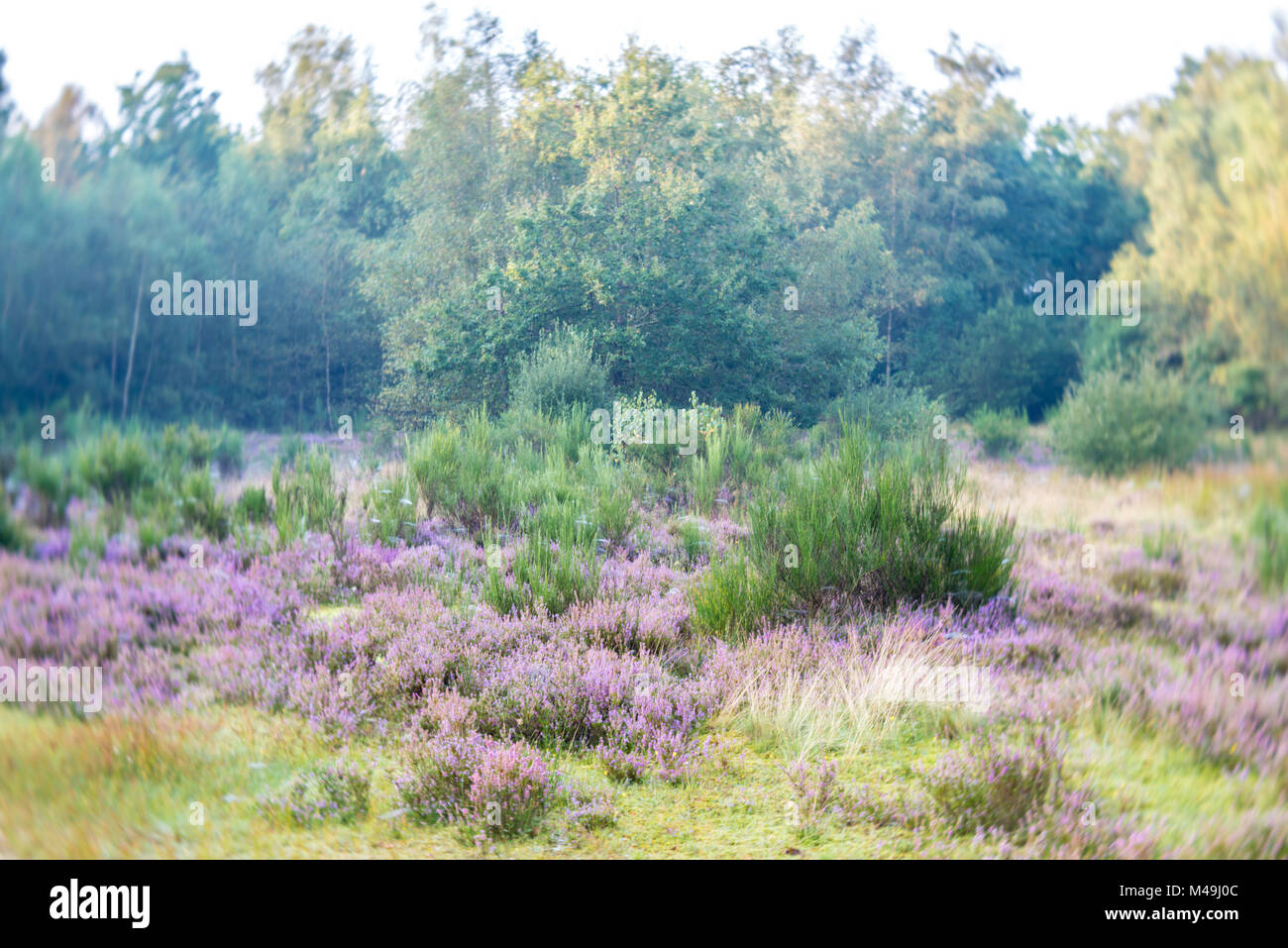 Autumn landscape with erica Stock Photo