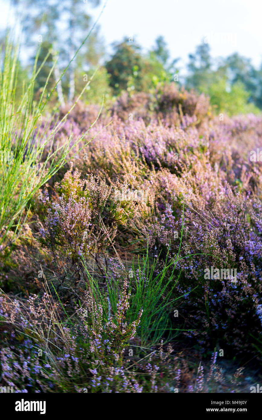 Autumn landscape with erica Stock Photo
