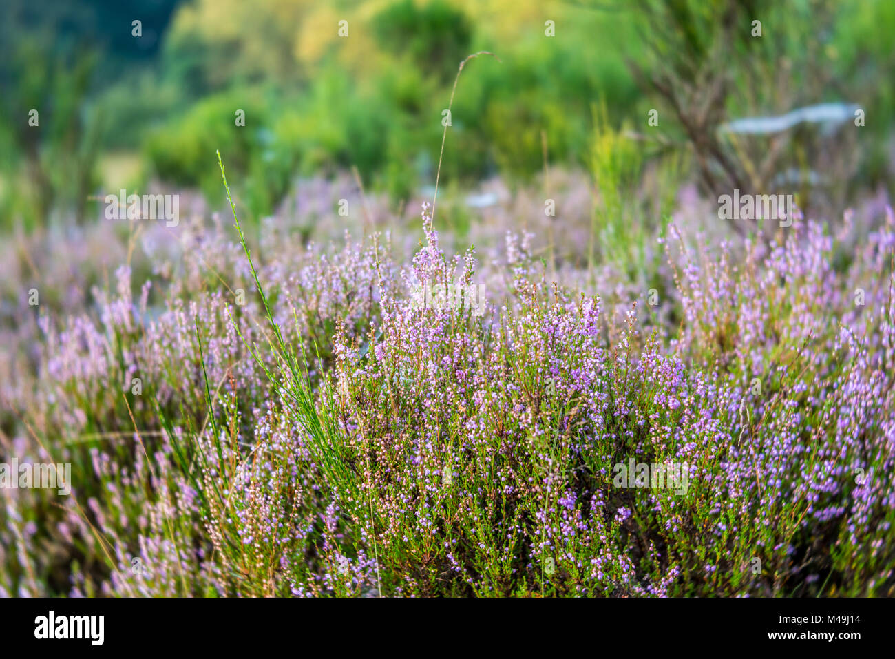 Autumn landscape with erica Stock Photo