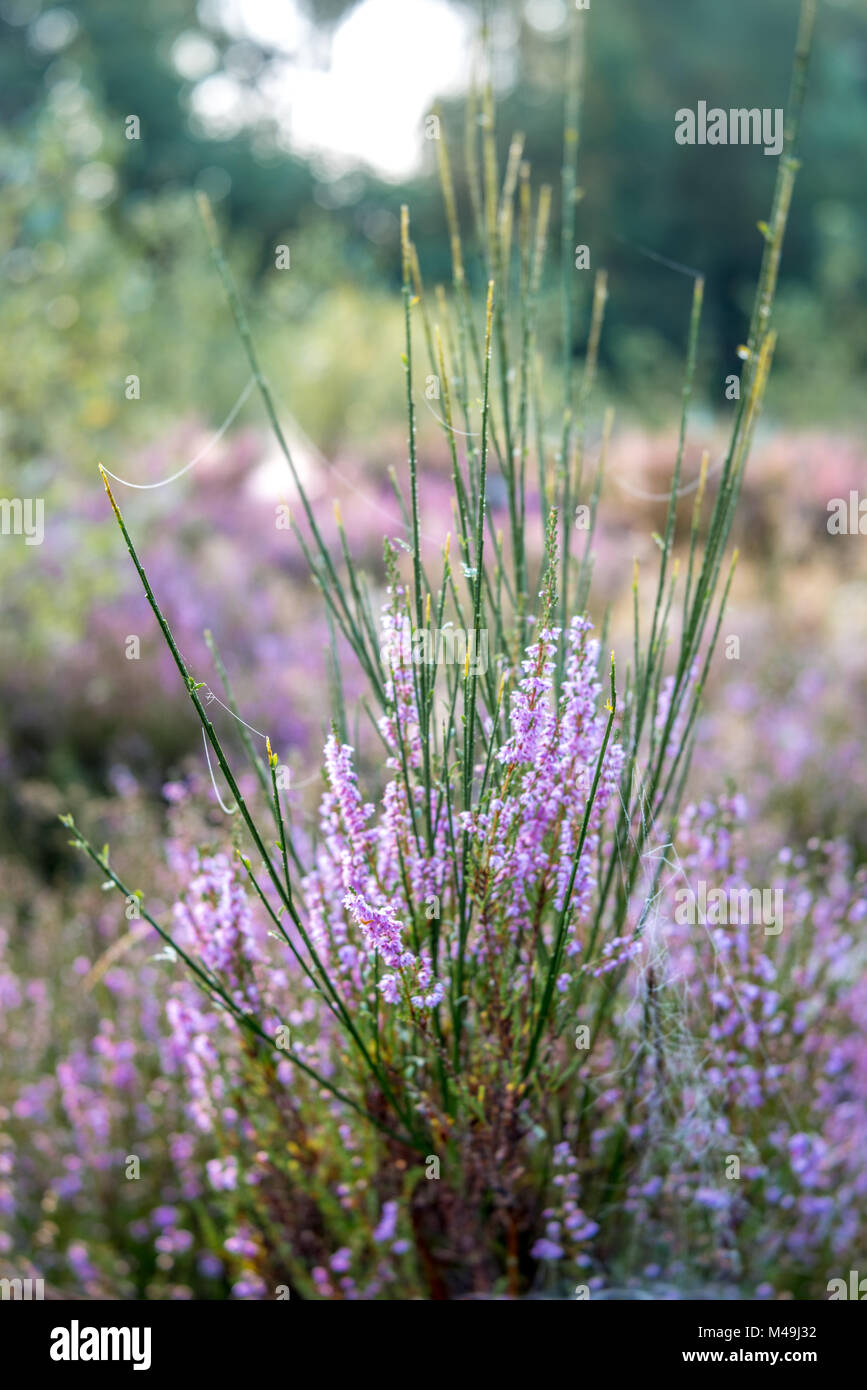 Autumn landscape with erica Stock Photo