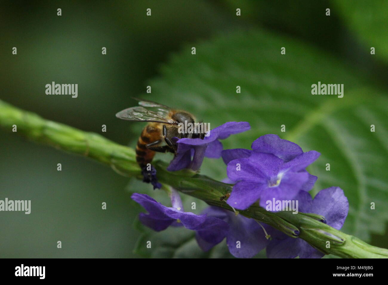 Macro photography Stock Photo
