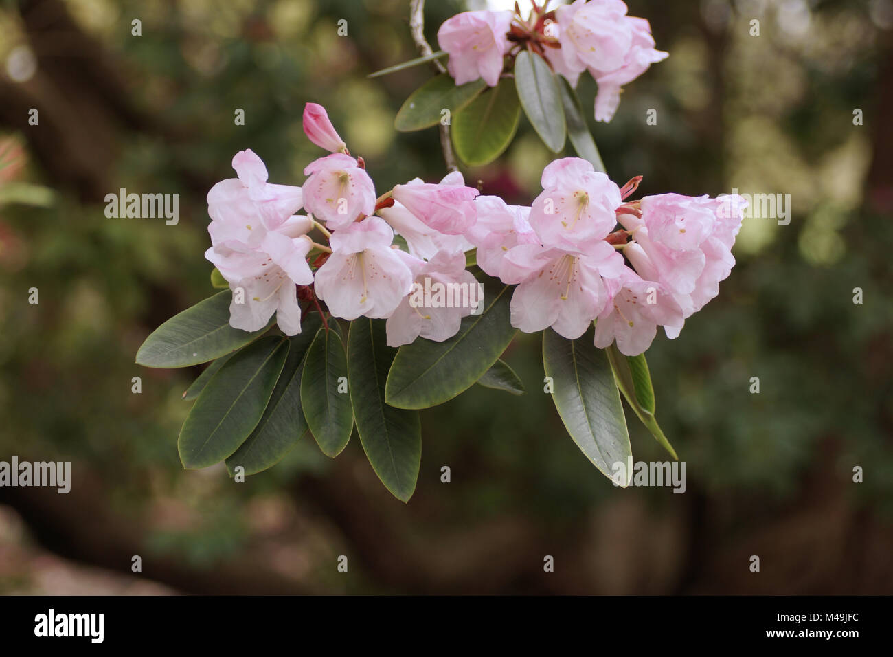 Rhododendron hybrid Stock Photo